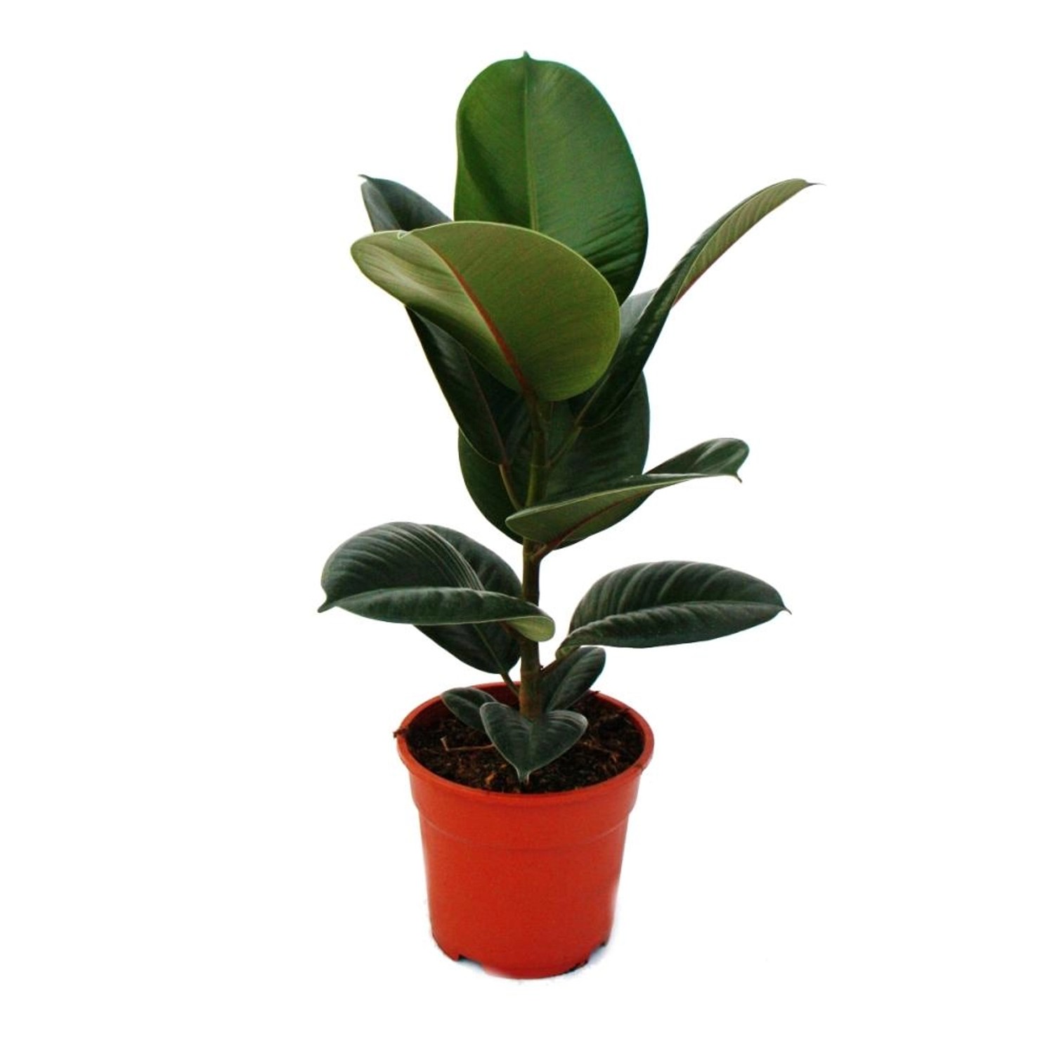 Exotenherz Gummibaum Ficus Elastica Robusta, 50-60 cm hoch im 17 cm Topf, pflegeleicht, verbessert Raumklima