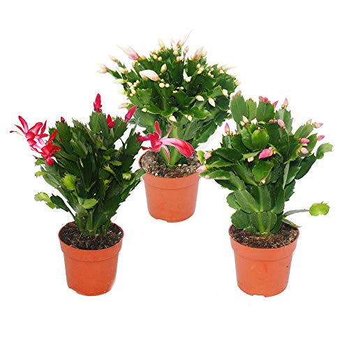 Exotenherz Weihnachtskaktus Schlumbergera Set, 3 Pflanzen in rot, rosa und weiß, 10,5 cm Topfgröße