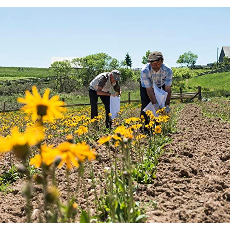 Weleda Arnika Salbe 30% Körperbalsam 70 g – Bild 3