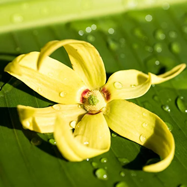 Weleda Shower Bar Ylang Ylang + Iris Aromatherapeutische umhüllende Festseife 75 g für Frauen – Bild 6