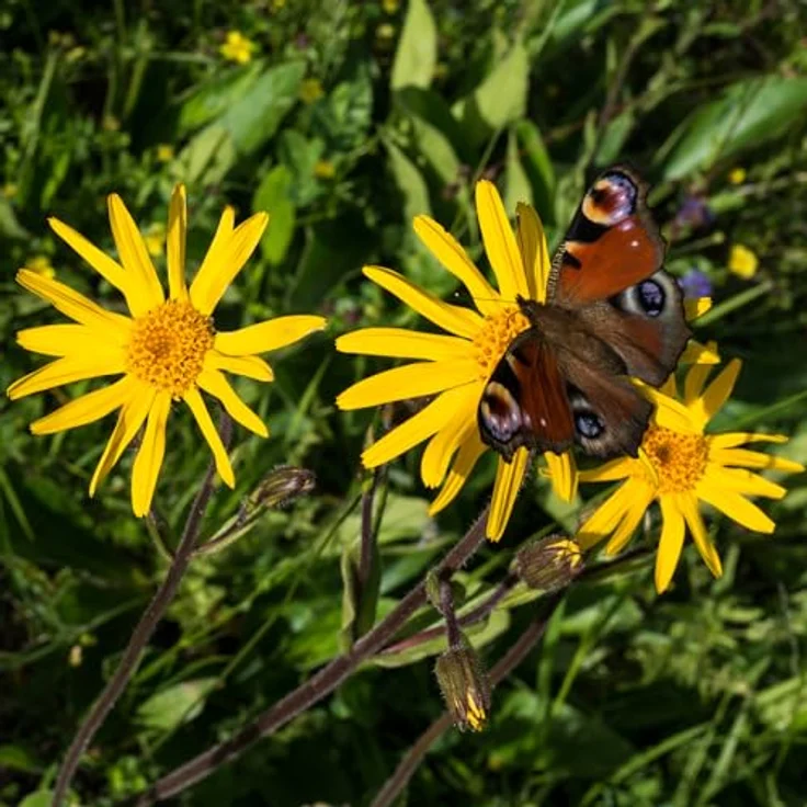 Weleda Leichte Beine Frische Gel, Bodylotion für Damen mit Zitronenextrakt, 200 ml – Bild 6