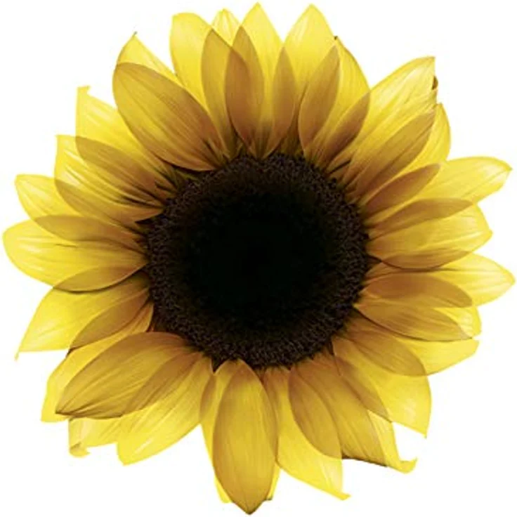 Garnier Amoniakfreie Färbung Olia Garnier Golden dark blonde – Bild 6