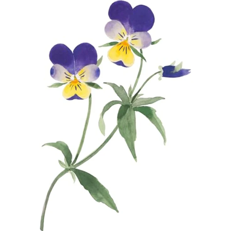 Weleda Skin Food Light Leichte Feuchtigkeitscreme Für Trockene Haut 75 ml Tagespflege, für Damen und Herren – Bild 4