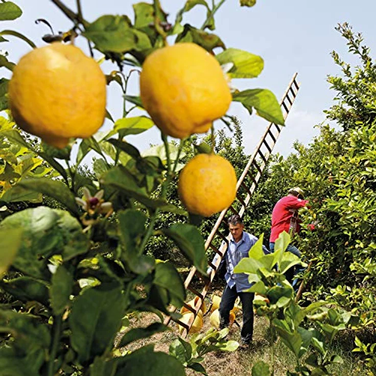 Weleda Citrus Hand- und Nagelcreme 50 ml – Bild 5