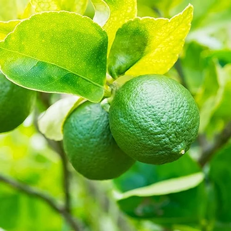 PRIMAVERA Lebensfreude Körperlotion 200 ml – Bodylotion, Naturkosmetik – Limette, Ingwer Duft – schnell einziehend, pflegt, stärkt – vegan – Bild 5