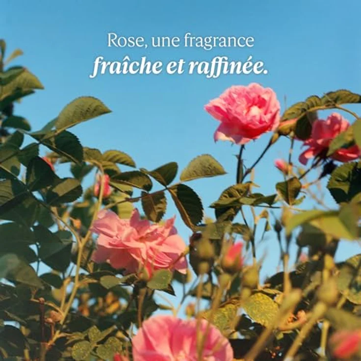 L'Occitane Rose Eau de Toilette (EdT) Damenduft 50 ml – Bild 3