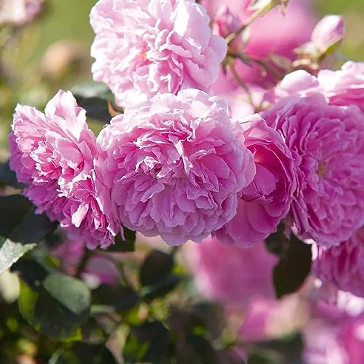 PRIMAVERA Alles Liebe Körperöl 100 ml – Naturkosmetik – Rose, Mandarinen Duft – pflegend, nährend – vegan – Bild 5