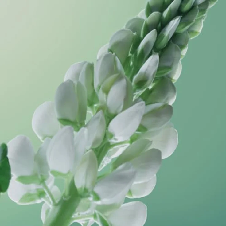 Yves Rocher PFLANZENPFLEGE HAARE kräftigendes Shampoo gegen Haarausfall, 300 ml, kräftigt & stärkt – Bild 5
