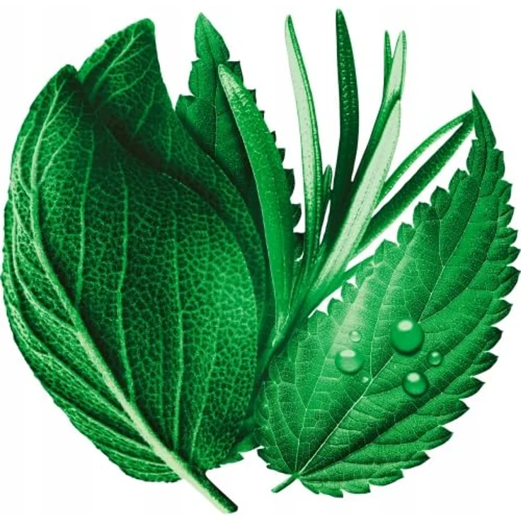 Schauma 7 Herbs Normalhaar Conditioner 250ml, Haarspülung mit 7 organischen Kräutern und veganer Formel – Bild 2
