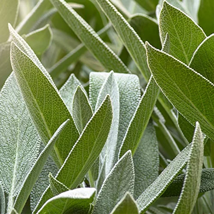 WELEDA Bio Salbei Zahnfleischbalsam, Naturkosmetik Pflegegel für empfindliches Zahnfleisch, Zahnpasta zur regelmäßigen Mundhygiene mit natürlichen Ölen für einen frischen Atem (1 x 30 ml) – Bild 5