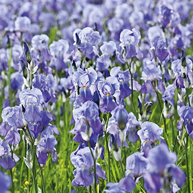 Weleda Shower Bar Ylang Ylang + Iris Aromatherapeutische umhüllende Festseife 75 g für Frauen – Bild 5