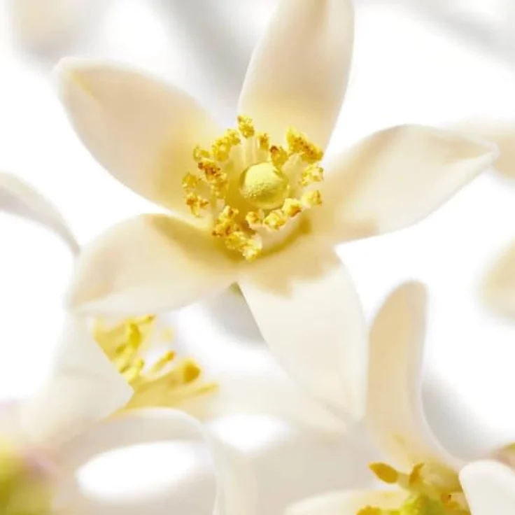 Nuxe PRODIGIEUX® NÉROLI Duschgel 200 ml - Kühlend, langlebig und flexibel in der Anwendung – Bild 3