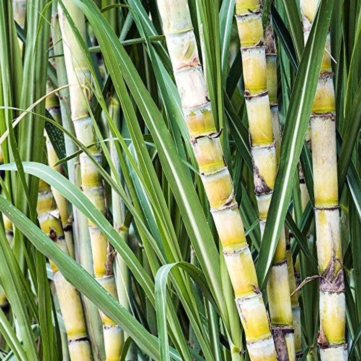 TePe Good Regular soft Zahnbürste DE Blister 1 St. - Preisvergleich – Bild 6