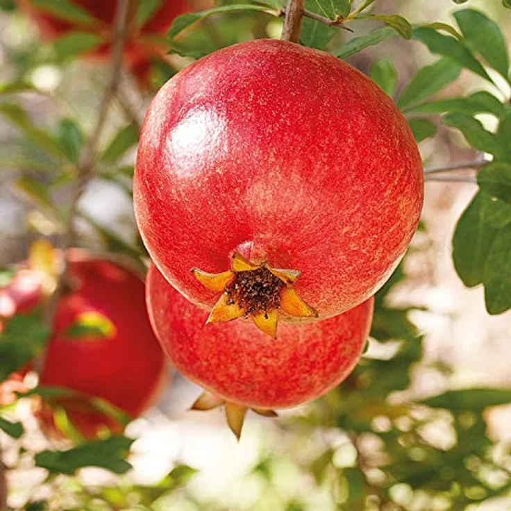 WELEDA Bio Bodylotion Granatapfel Straffende Pflege – Inspirierende Naturkosmetik Körperlotion regeneriert, festigt & tonisiert reife Haut. Körpercreme zur Pflege von anspruchsvoller Haut (1x 200ml) – Bild 5