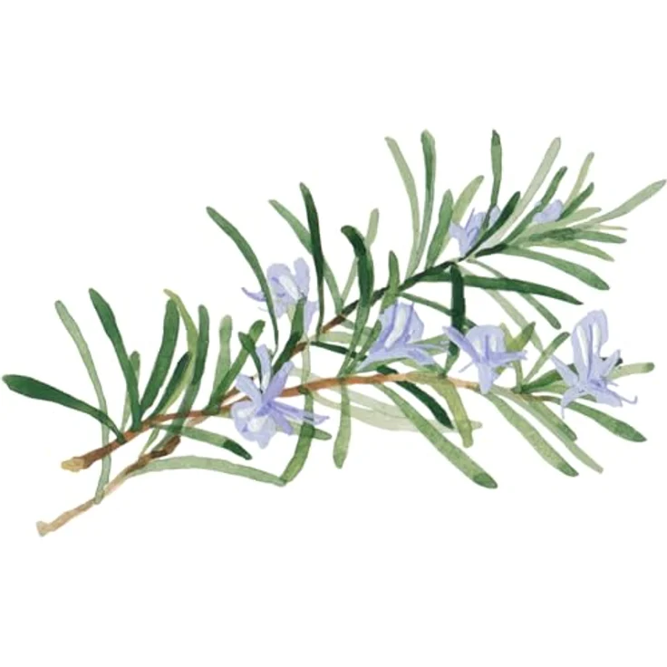 Weleda Skin Food Light Leichte Feuchtigkeitscreme Für Trockene Haut 75 ml Tagespflege, für Damen und Herren – Bild 5