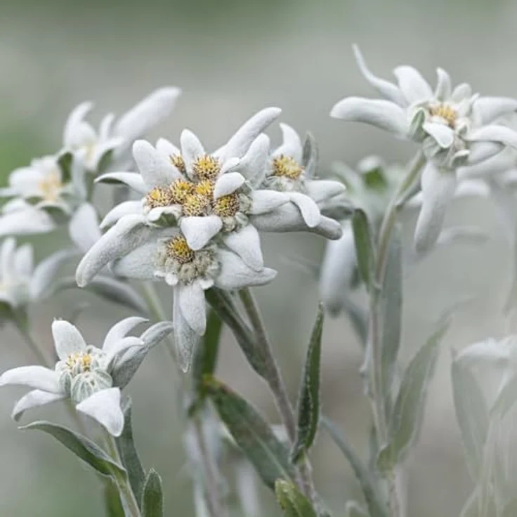 Weleda Redensifying Elixier, Gesichtsserum mit blauem Enzian und Edelweiss, 30 ml für reife Haut – Bild 9