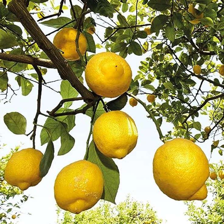 WELEDA Bio For Men 3in1 Duschgel & Shampoo Energy Fresh - Naturkosmetik Männer Duschseife & Haarpflege mit Zitrone & Zedernholz Duft, 200ml – Bild 5