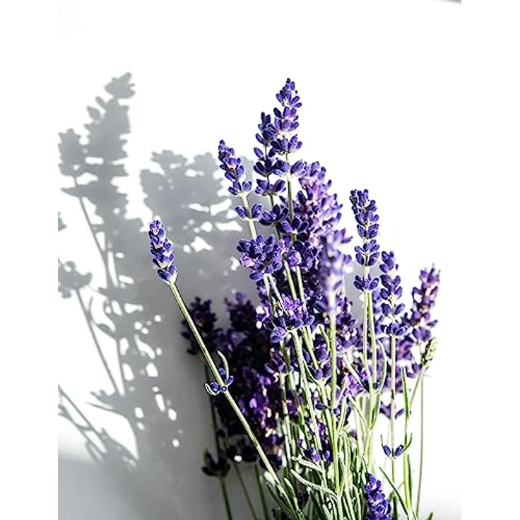 Korres Relaxing Lavender Duschgel 250 ml, entspannendes Duschbad mit feuchtigkeitsspendender Wirkung und beruhigendem Duft – Bild 8