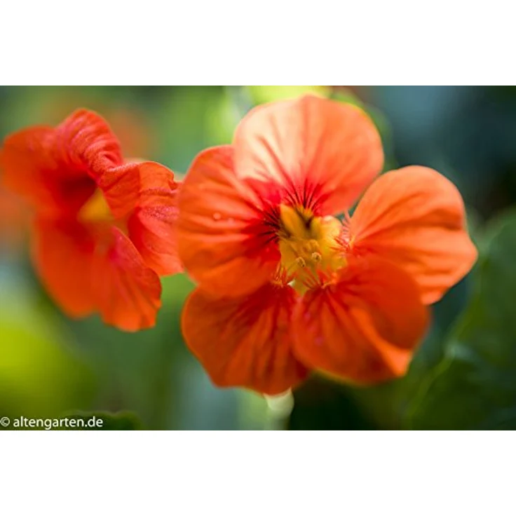 Tamron SP35mm F-1.8 Di VC USD Nikon Objektiv (67mm Filtergewinde, fest) schwarz – Bild 12