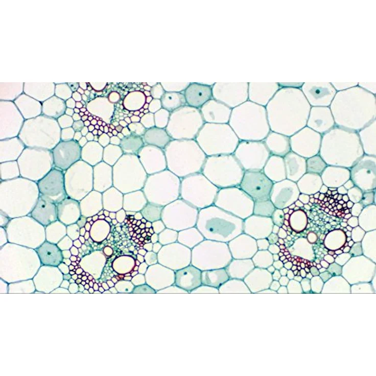 Bresser Full HD (1080p) USB 2.0 Mikroskop Teleskop Kamera mit integriertem UV-IR Sperrfilter und verschiedenen Adaptern für Mikroskope und Teleskope inklusive Software und Anleitung – Bild 4