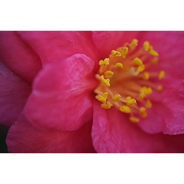 Fujifilm 60 mm / F 2,4 XF R Macro für Fujifilm X – Bild 8