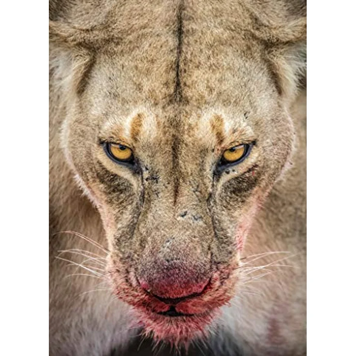 Tamron SP 150-600mm F-5-6.3 Di VC USD G2 Nikon schwarz – Bild 6