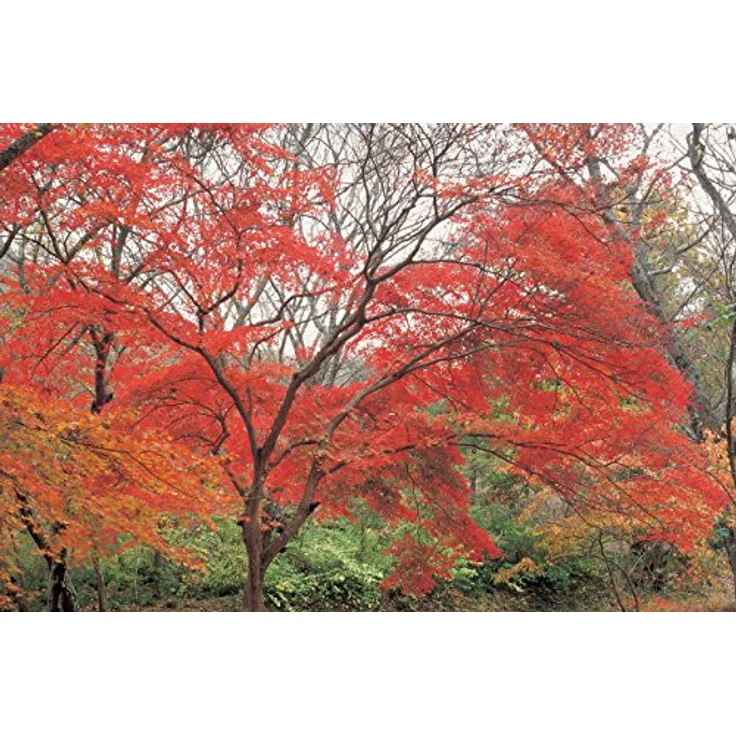 Hoya Red Enhancer Intensifier RA54-Filter (72mm) – Bild 3