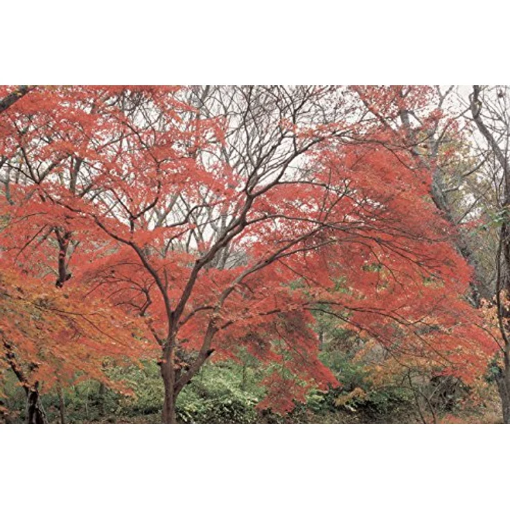 Hoya Red Enhancer Intensifier RA54-Filter (72mm) – Bild 4