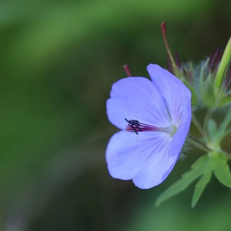 Canon RF 5,6-8/100-400 mm IS USM, Zoom-Objektiv – Bild 6