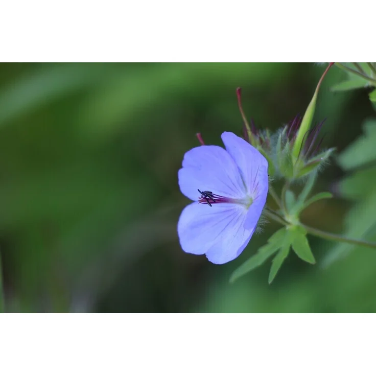 Canon RF 5,6-8/100-400 mm IS USM, Zoom-Objektiv – Bild 5