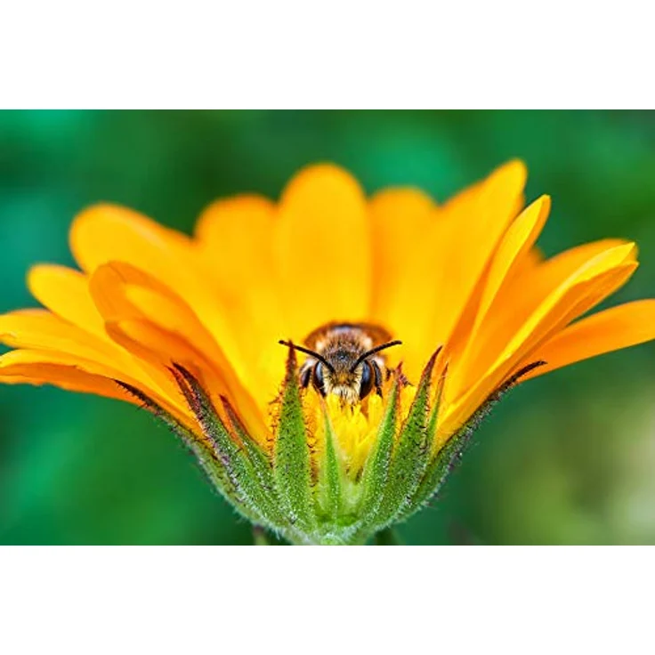 Tokina 100 mm / F 2.8 FIRIN FE MACRO – Bild 8