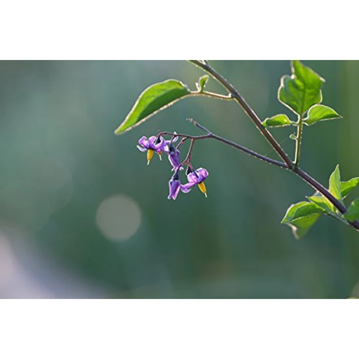 Fujifilm Fujinon 50-140 / F 2.8 XF R LM OIS WR – Bild 7