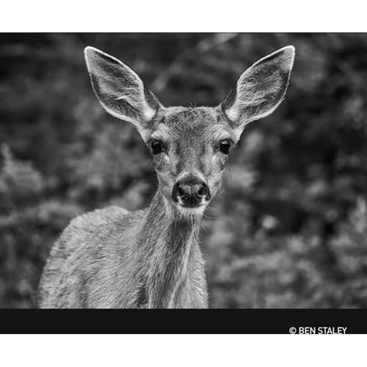 Panasonic DG Vario-Elmar F/4.0-6.3 II Asph. Power O.I.S. Ultra-Teleobjektiv 100-400 mm, Schwarz, für Micro Four Thirds – Bild 6