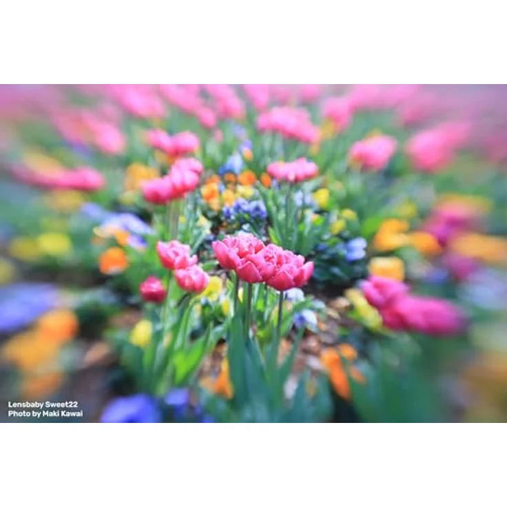 Lensbaby Mirrorless Sweet 22, Standalone-Objektiv für Leica L, 22 mm f/3,5 Ultra-Weitwinkel mit Kreativfilter und Sport On Focus Effekt – Bild 4