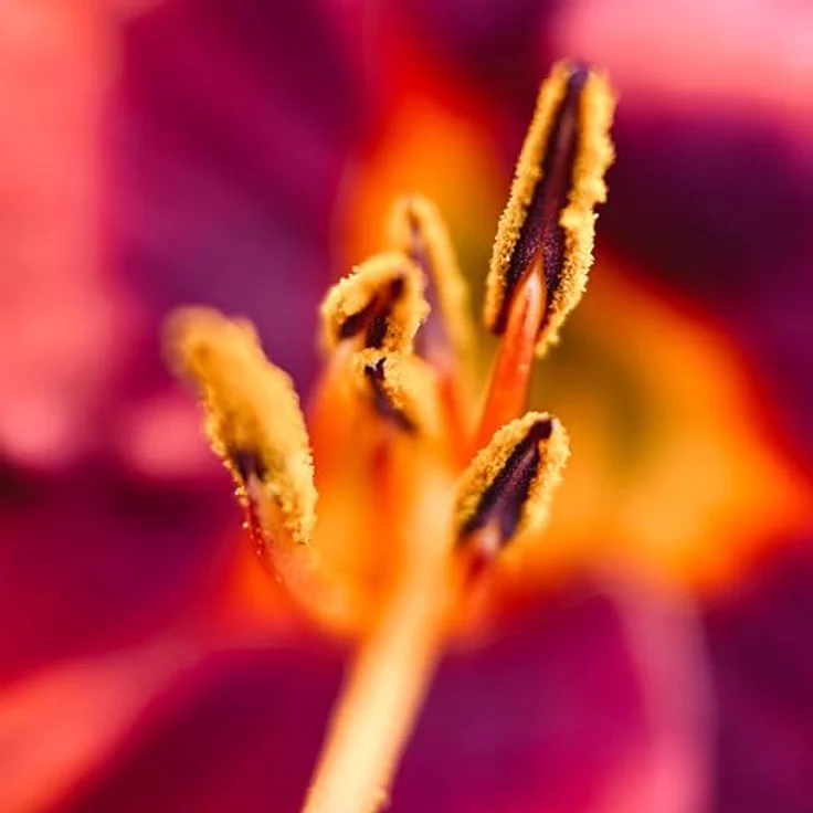 MOMENT Macro 10x Lens T-Series, Makroobjektiv für Smartphones mit Bokeh-Effekt und Gegenlichtblende, kompatibel mit iPhone 13 und neuer – Bild 9