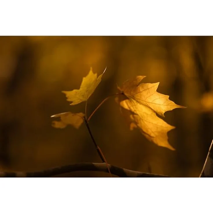 Sigma 56mm F1.4 DC DN Contemporary, Weitwinkel-Objektiv für Canon RF-Mount, hohe Lichtstärke, kompakt, hervorragende Bildqualität – Bild 5