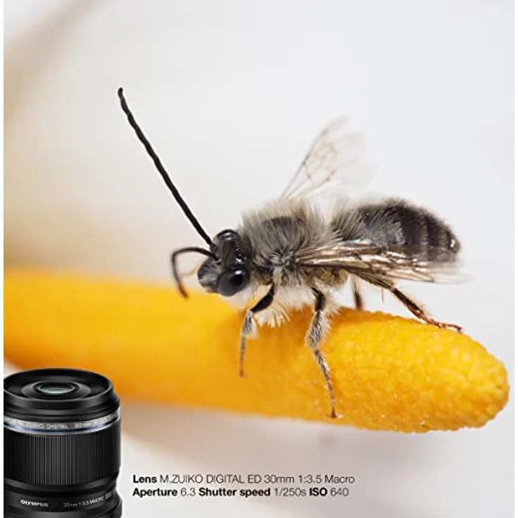 Olympus M. Zuiko Digital ED 30mm F3.5 Macro-Objektiv, geeignet für alle MFT-Kameras (Olympus OM-D & PEN Modelle, Panasonic G-Serie), schwarz – Bild 5