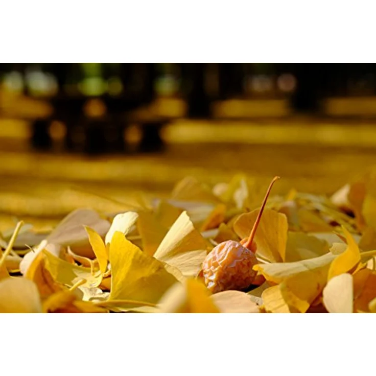 Fujifilm 16-55 mm / F 2,8 XF R LM WR – Bild 2