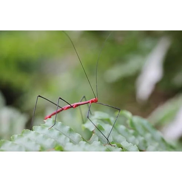 Canon RF 100mm f2,8 L Macro IS USM – Bild 6