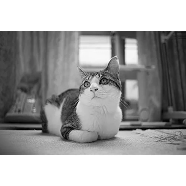 TTARTISAN 17 mm / F 1.4 – Bild 9