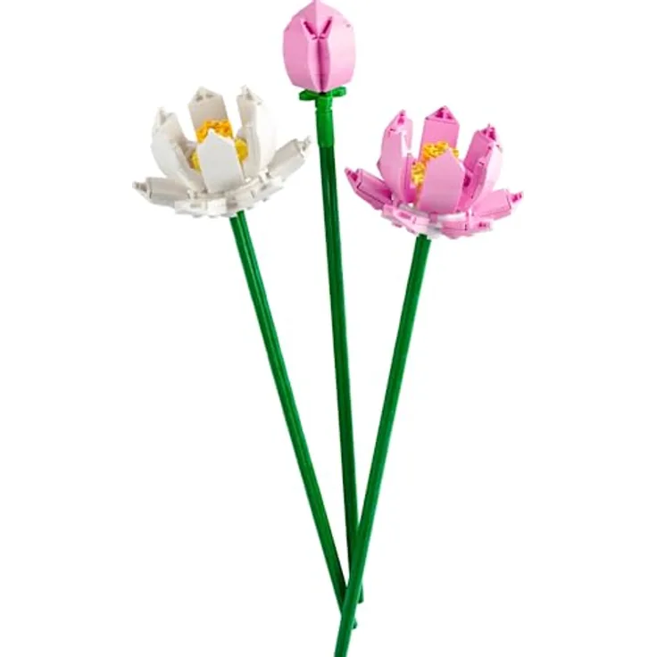 Lotus Flowers