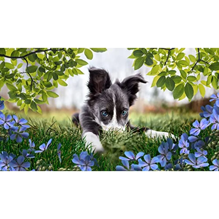 Adobe Photoshop Elements 2023|Standard |1 Gerät | PC/Mac | unbefristet | Box inkl. Aktivierungscode – Bild 3