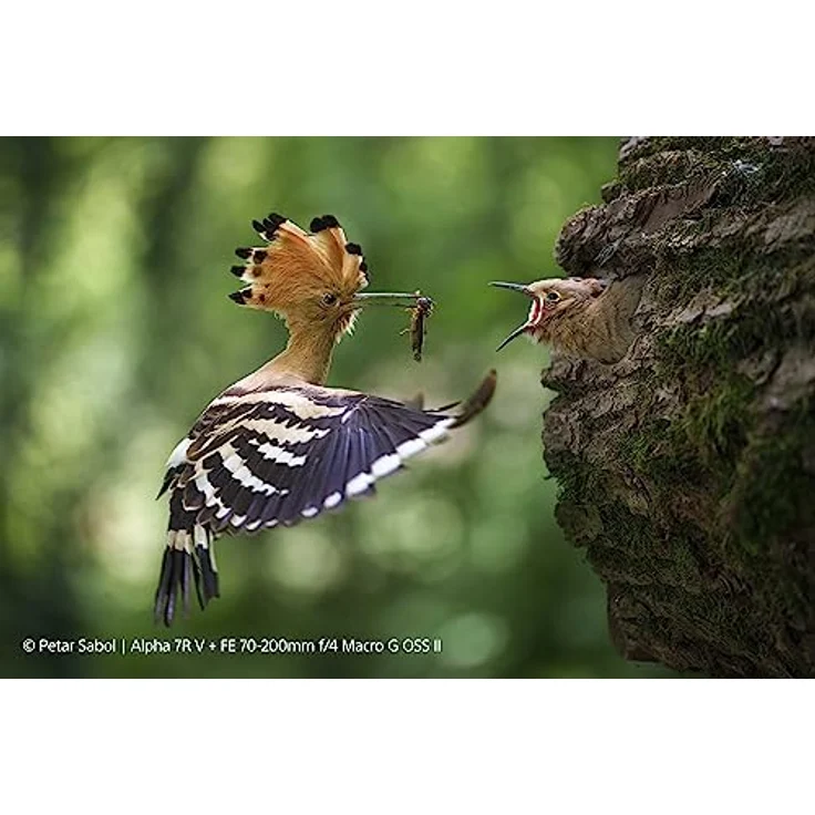 Sony FE 70–200 mm F4 G OSS II | G-Vollformat-Telezoom-Objektiv (SEL70200G2) – Bild 2