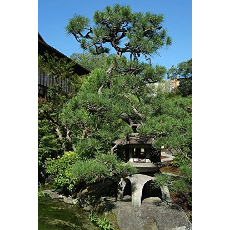 Fujifilm 23 mm / F 1,4 XF R für Fujifilm X – Bild 3