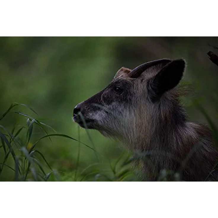 Sigma 60-600mm F4,5-6,3 DG OS HSM Sports Objektiv (105mm Filtergewinde) für Canon Objektivbajonett – Bild 2