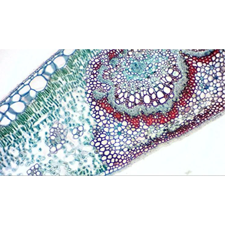 Bresser Full HD (1080p) USB 2.0 Mikroskop Teleskop Kamera mit integriertem UV-IR Sperrfilter und verschiedenen Adaptern für Mikroskope und Teleskope inklusive Software und Anleitung – Bild 3