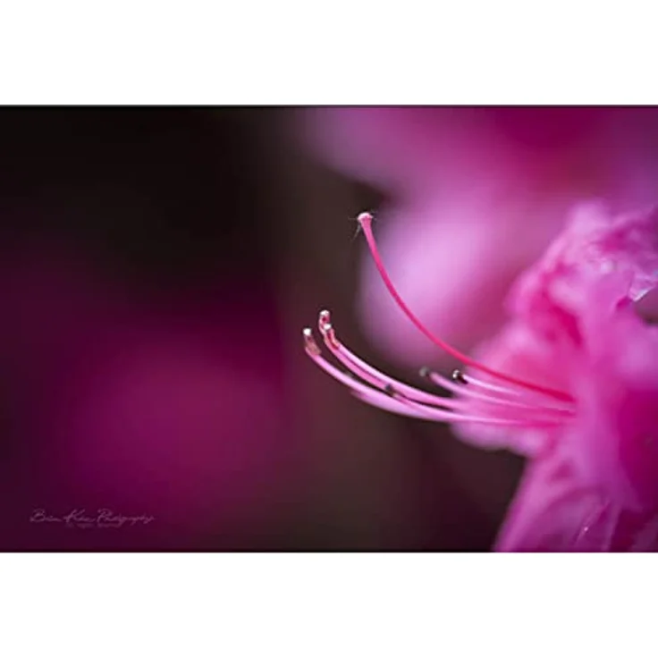 Tokina Tokina ATX-i 100mm Macro F2,8 Kamera-Objektive – Bild 7