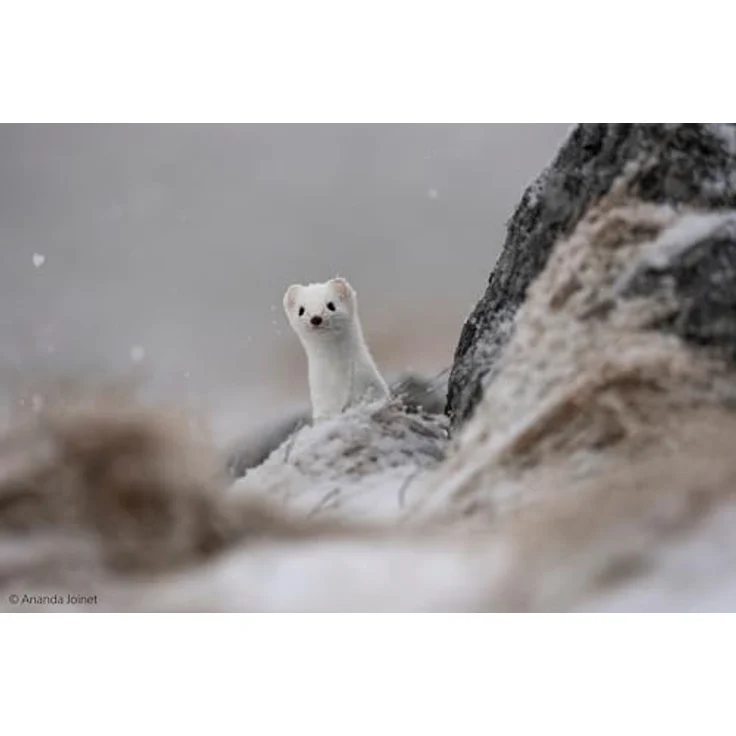 Sony FE 400-800mm F6.3-8 G OSS | Supertelezoomobjektiv | G-Objektiv | Ultra-Teleobjektiv-Leistung – Bild 5