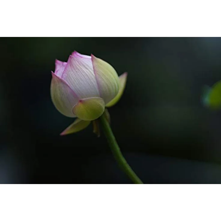 Sigma 85 mm / F 1.4 DG DN - Preisvergleich – Bild 5