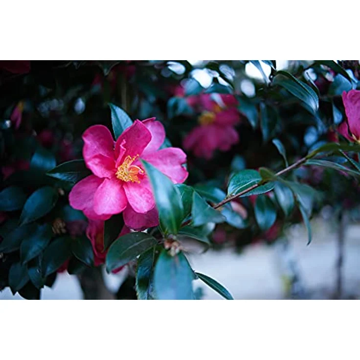 TTARTISAN 17 mm / F 1.4 – Bild 8